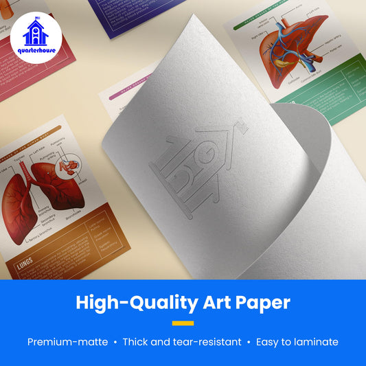 Quarterhouse Human Body Organs and Functions Poster Set, Science Classroom Learning Materials for K-12 Students and Teachers, Set of 7, 12x18, Extra Durable