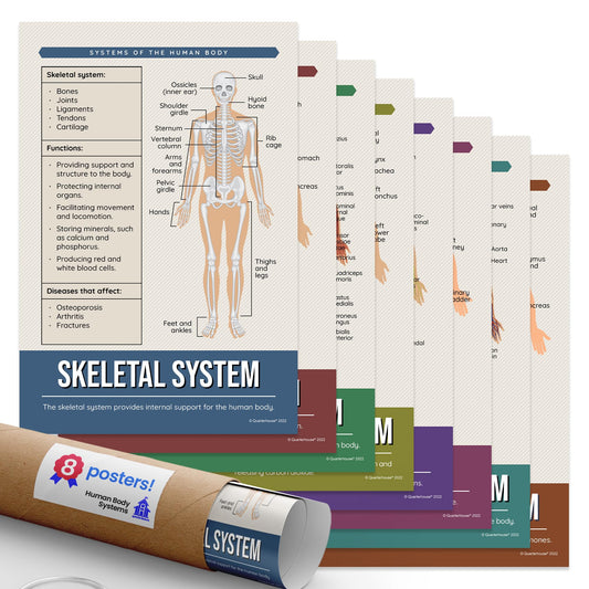 Quarterhouse Human Body Systems Poster Set, Science Classroom Learning Materials for K-12 Students and Teachers, Set of 8, 12x18, Extra Durable