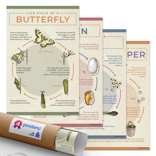 Quarterhouse Life Cycle Poster Set, Science Classroom Learning Materials for K-12 Students and Teachers, Set of 4, 12 x 18 Inches, Extra Durable