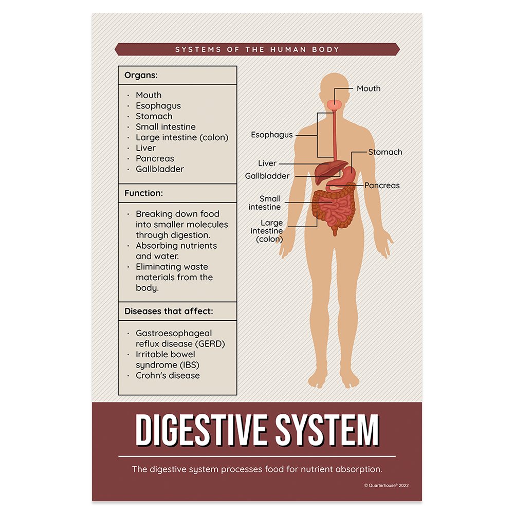 Quarterhouse Digestive System Poster, Science Classroom Materials for Teachers