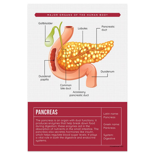 Quarterhouse Pancreas Organ Poster, Science Classroom Materials for Teachers