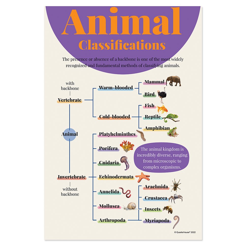 Quarterhouse Biological Kingdom Classification Poster, Science 