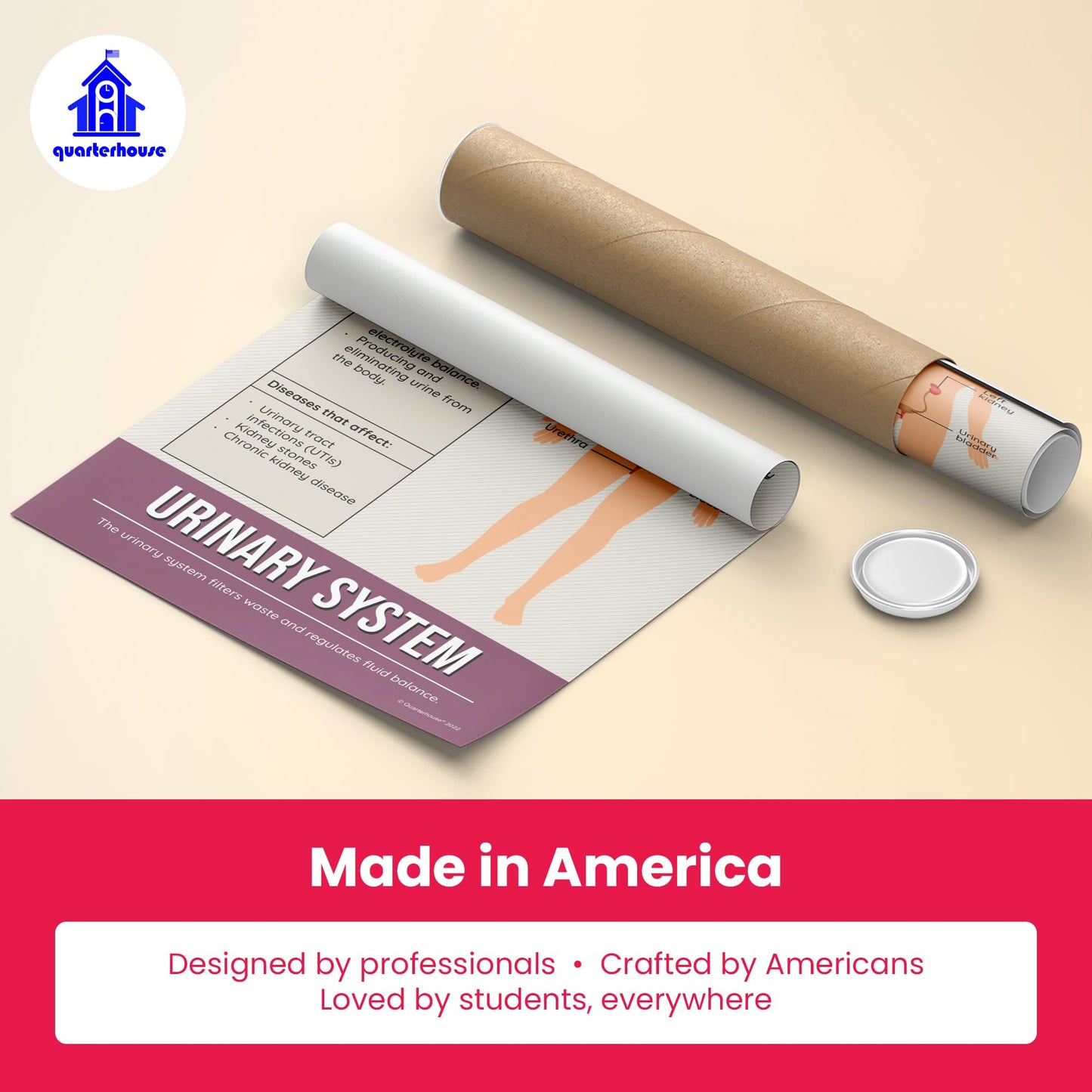 Quarterhouse Human Body Systems Poster Set, Science Classroom Learning Materials for K-12 Students and Teachers, Set of 8, 12x18, Extra Durable