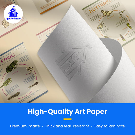 Quarterhouse Life Cycle Poster Set, Science Classroom Learning Materials for K-12 Students and Teachers, Set of 4, 12 x 18 Inches, Extra Durable