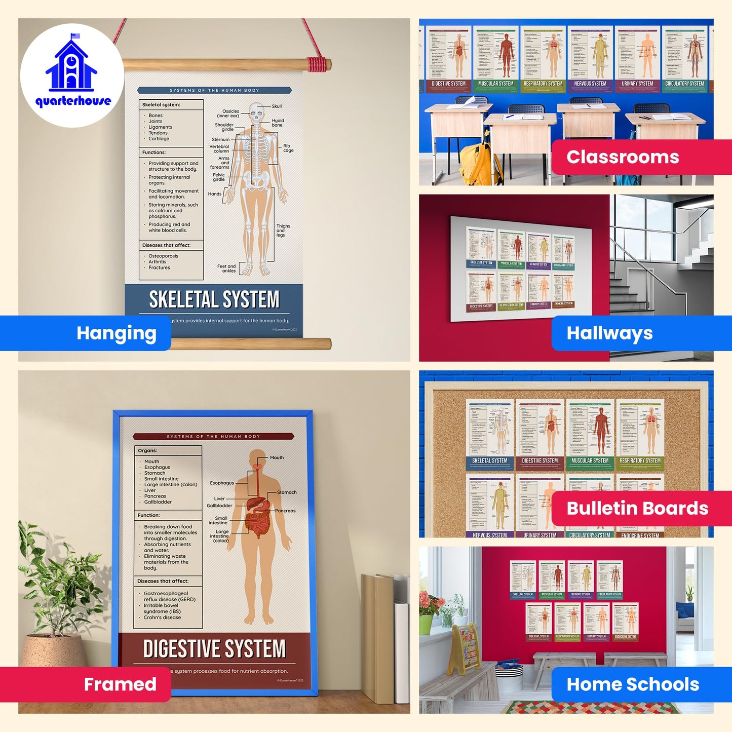 Quarterhouse Human Body Systems Poster Set, Science Classroom Learning Materials for K-12 Students and Teachers, Set of 8, 12x18, Extra Durable