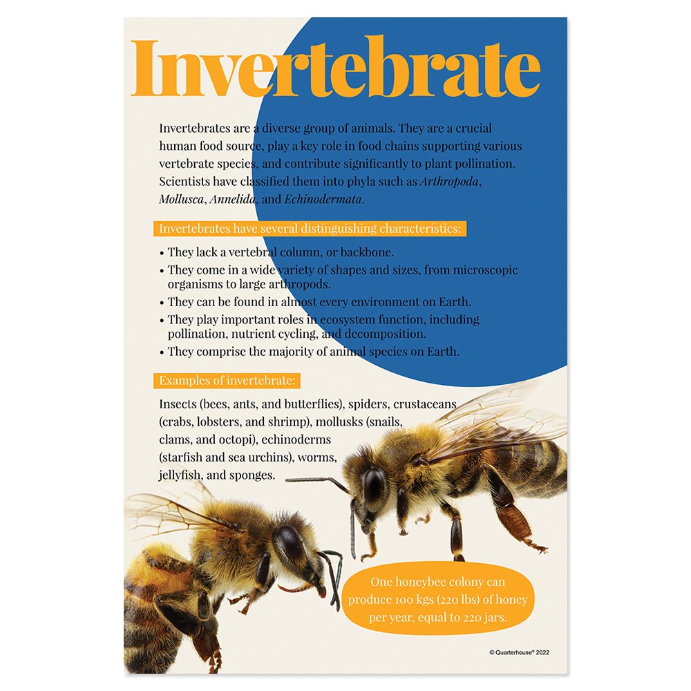 Quarterhouse Invertebrates Poster, Science Classroom Materials for Teachers