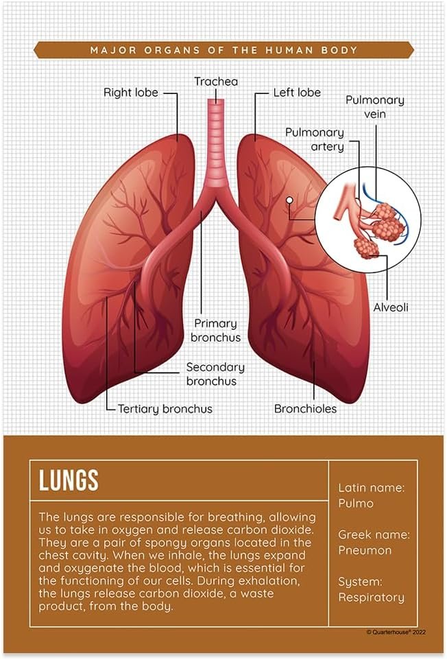 Quarterhouse Human Body Organs and Functions Poster Set, Science Classroom Learning Materials for K-12 Students and Teachers, Set of 7, 12x18, Extra Durable