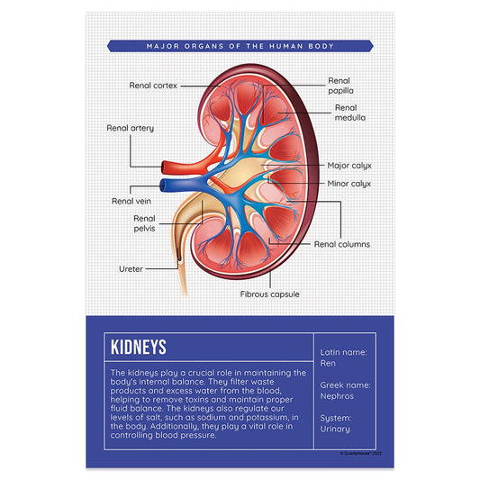 Quarterhouse Kidneys Organ Poster, Science Classroom Materials for Teachers