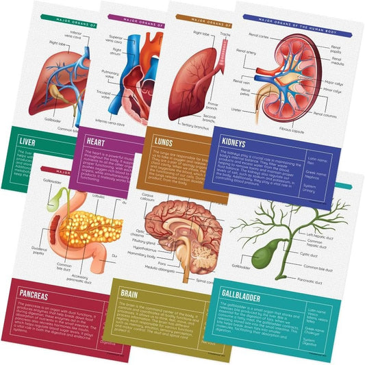 Quarterhouse Human Body Organs and Functions Poster Set, Science Classroom Learning Materials for K-12 Students and Teachers, Set of 7, 12x18, Extra Durable