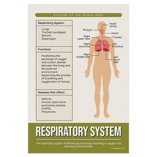 Quarterhouse Respiratory System Poster, Science Classroom Materials for Teachers