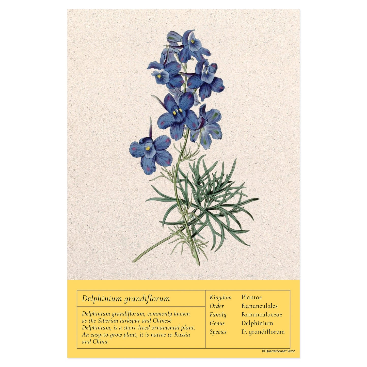 Quarterhouse Chinese Delphinium Vintage Botanical Poster, Science Classroom Materials for Teachers