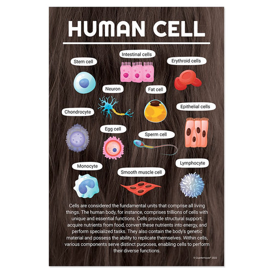 Quarterhouse Human Cell Poster, Science Classroom Materials for Teachers