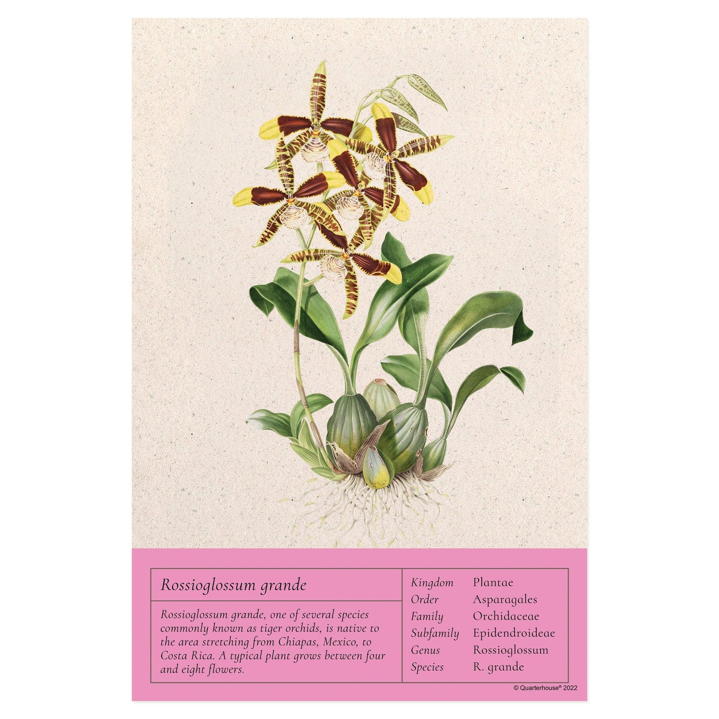 Quarterhouse Rossioglossum Grande, a Tiger Orchid Vintage Botanical Poster, Science Classroom Materials for Teachers