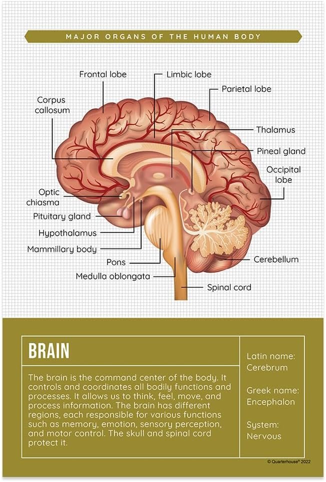 Quarterhouse Human Body Organs and Functions Poster Set, Science Classroom Learning Materials for K-12 Students and Teachers, Set of 7, 12x18, Extra Durable