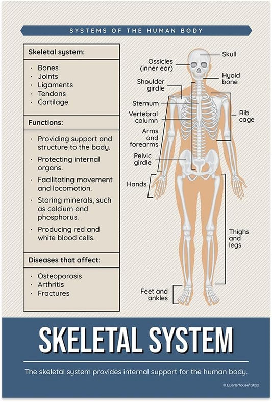 Quarterhouse Human Body Systems Poster Set, Science Classroom Learning Materials for K-12 Students and Teachers, Set of 8, 12x18, Extra Durable