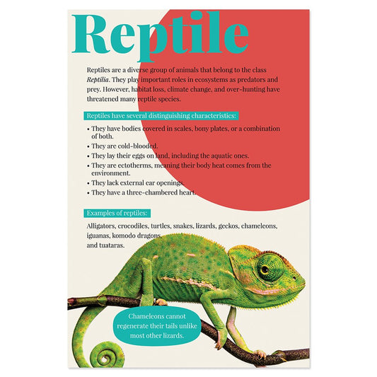 Quarterhouse Reptiles Poster, Science Classroom Materials for Teachers