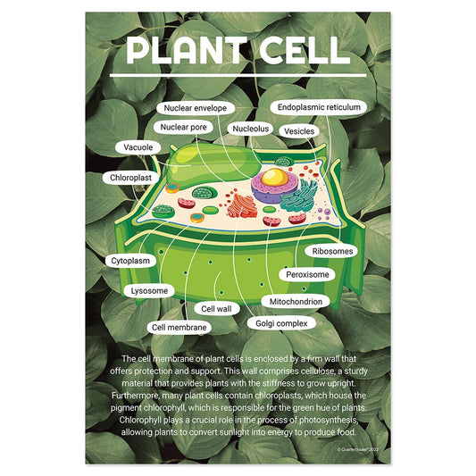 Quarterhouse Plant Cell Poster, Science Classroom Materials for Teachers