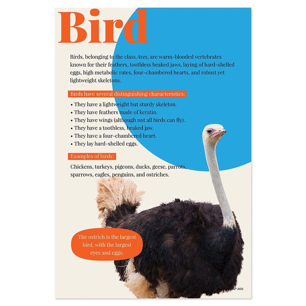 Quarterhouse Birds Poster, Science Classroom Materials for Teachers