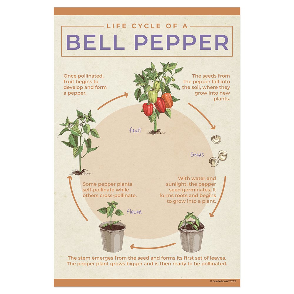 Quarterhouse Life Cycle of a Bell Pepper Poster, Science Classroom Materials for Teachers