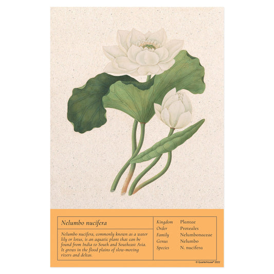 Quarterhouse Water Lily Vintage Botanical Poster, Science Classroom Materials for Teachers