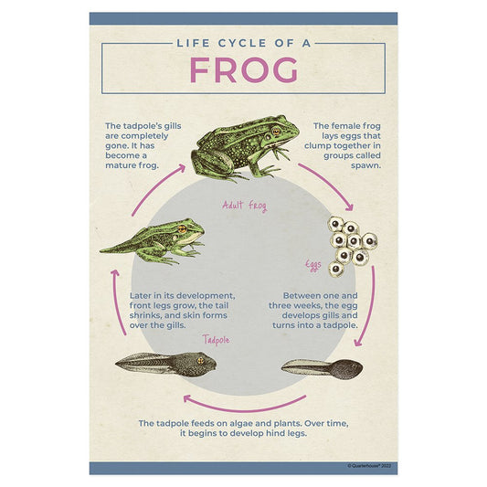 Quarterhouse Life Cycle of a Frog Poster, Science Classroom Materials for Teachers