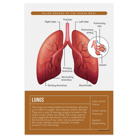 Quarterhouse Lungs Organ Poster, Science Classroom Materials for Teachers