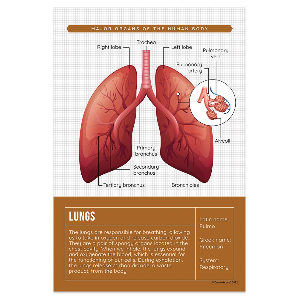Quarterhouse Lungs Organ Poster, Science Classroom Materials for Teachers