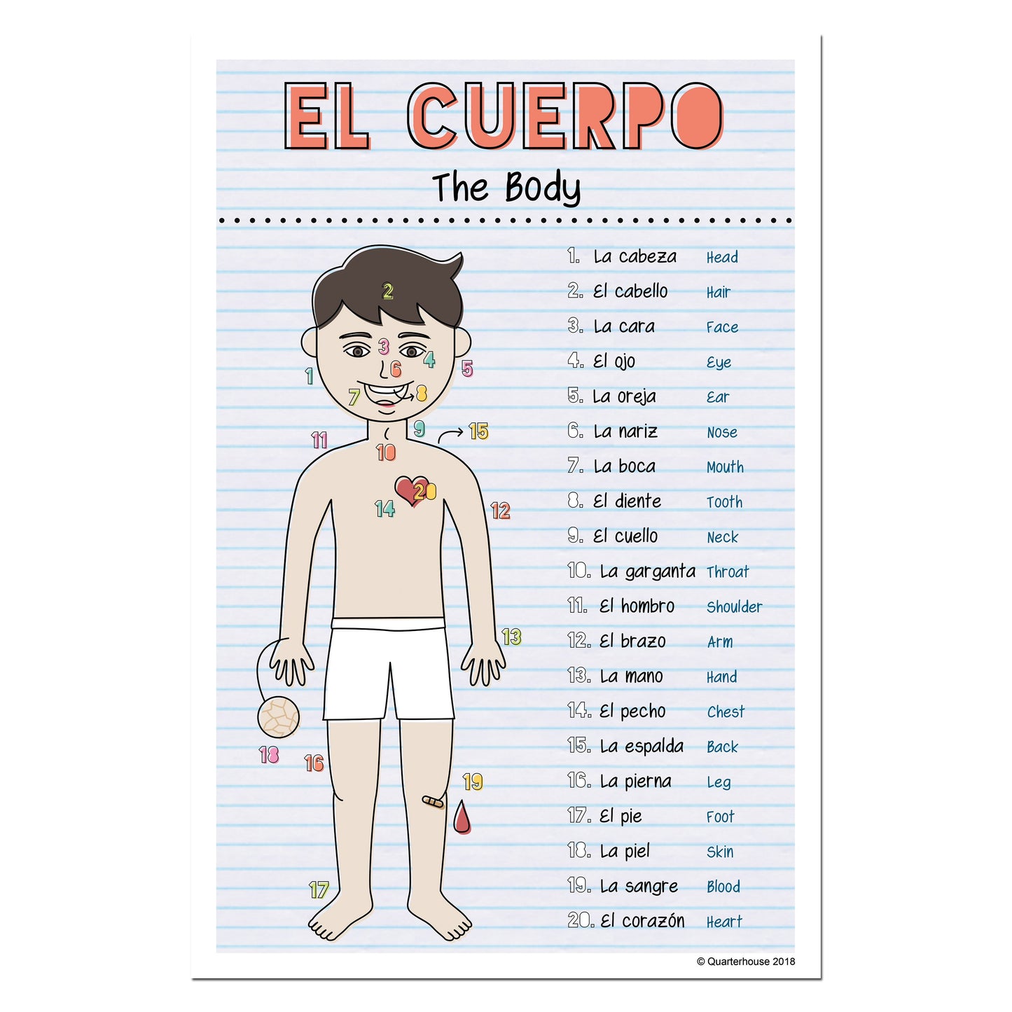 Quarterhouse Spanish Vocabulary - The Body Poster, Spanish and ESL Classroom Materials for Teachers