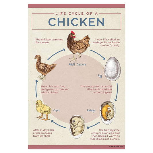 Quarterhouse Life Cycle of a Chicken Poster, Science Classroom Materials for Teachers