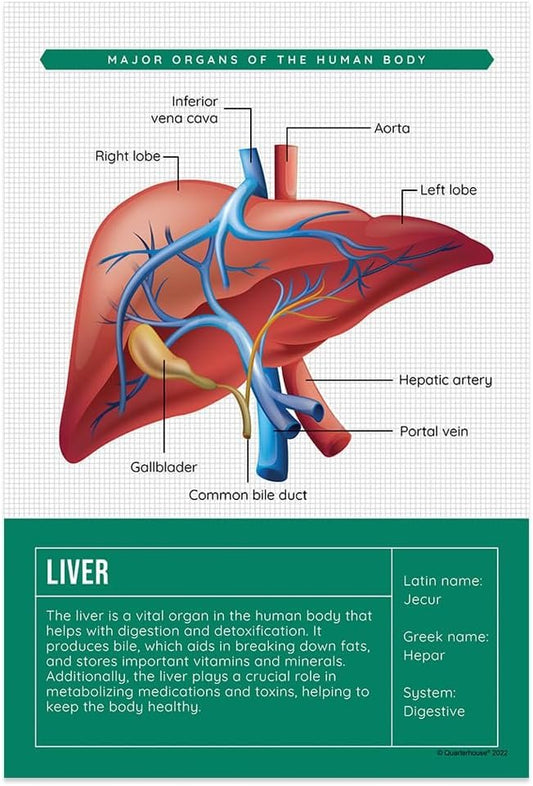 Quarterhouse Human Body Organs and Functions Poster Set, Science Classroom Learning Materials for K-12 Students and Teachers, Set of 7, 12x18, Extra Durable
