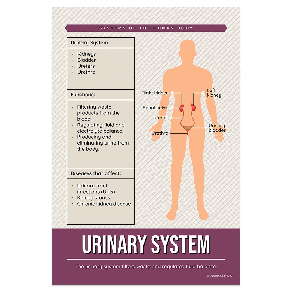 Quarterhouse Urinary System Poster, Science Classroom Materials for Teachers
