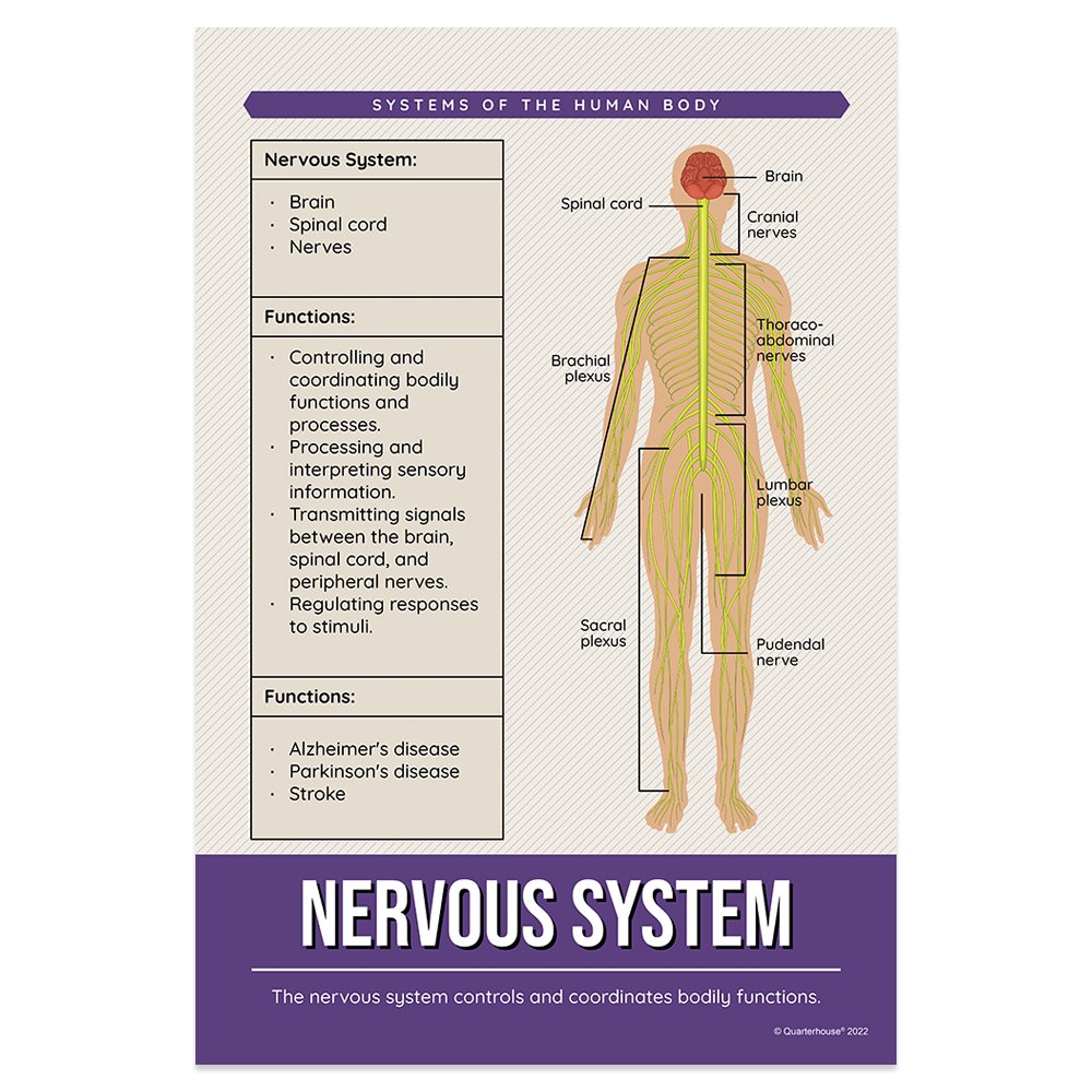 Quarterhouse Nervous System Poster, Science Classroom Materials for Teachers