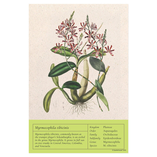 Quarterhouse Trumpet Player’s Schomburgkia Vintage Botanical Poster, Science Classroom Materials for Teachers