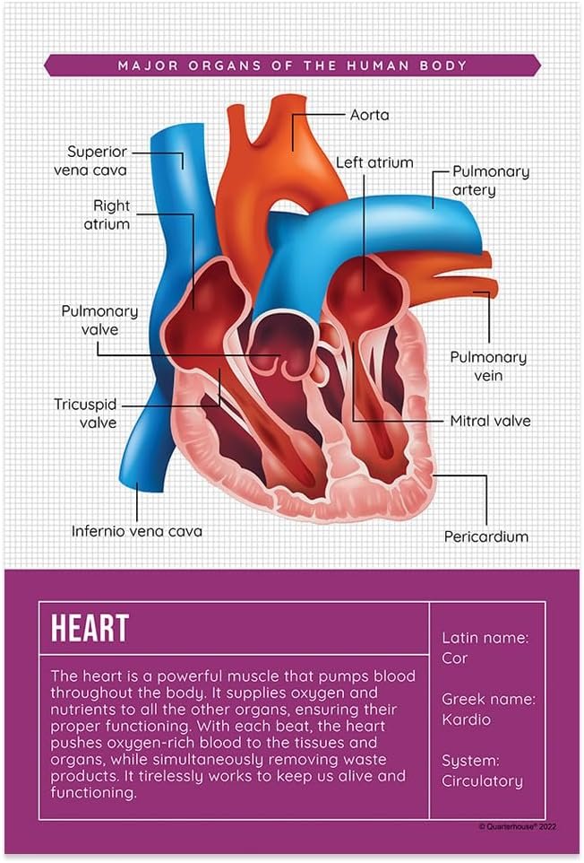 Quarterhouse Human Body Organs and Functions Poster Set, Science Classroom Learning Materials for K-12 Students and Teachers, Set of 7, 12x18, Extra Durable