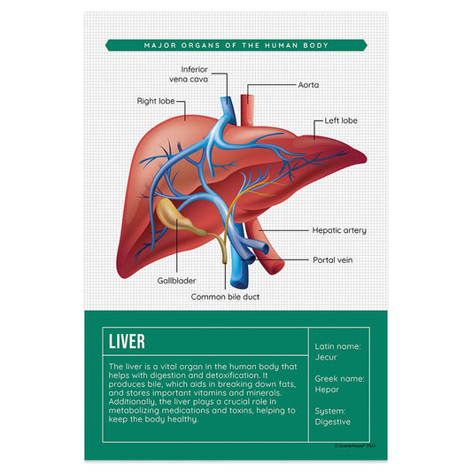 Quarterhouse Liver Organ Poster, Science Classroom Materials for Teachers