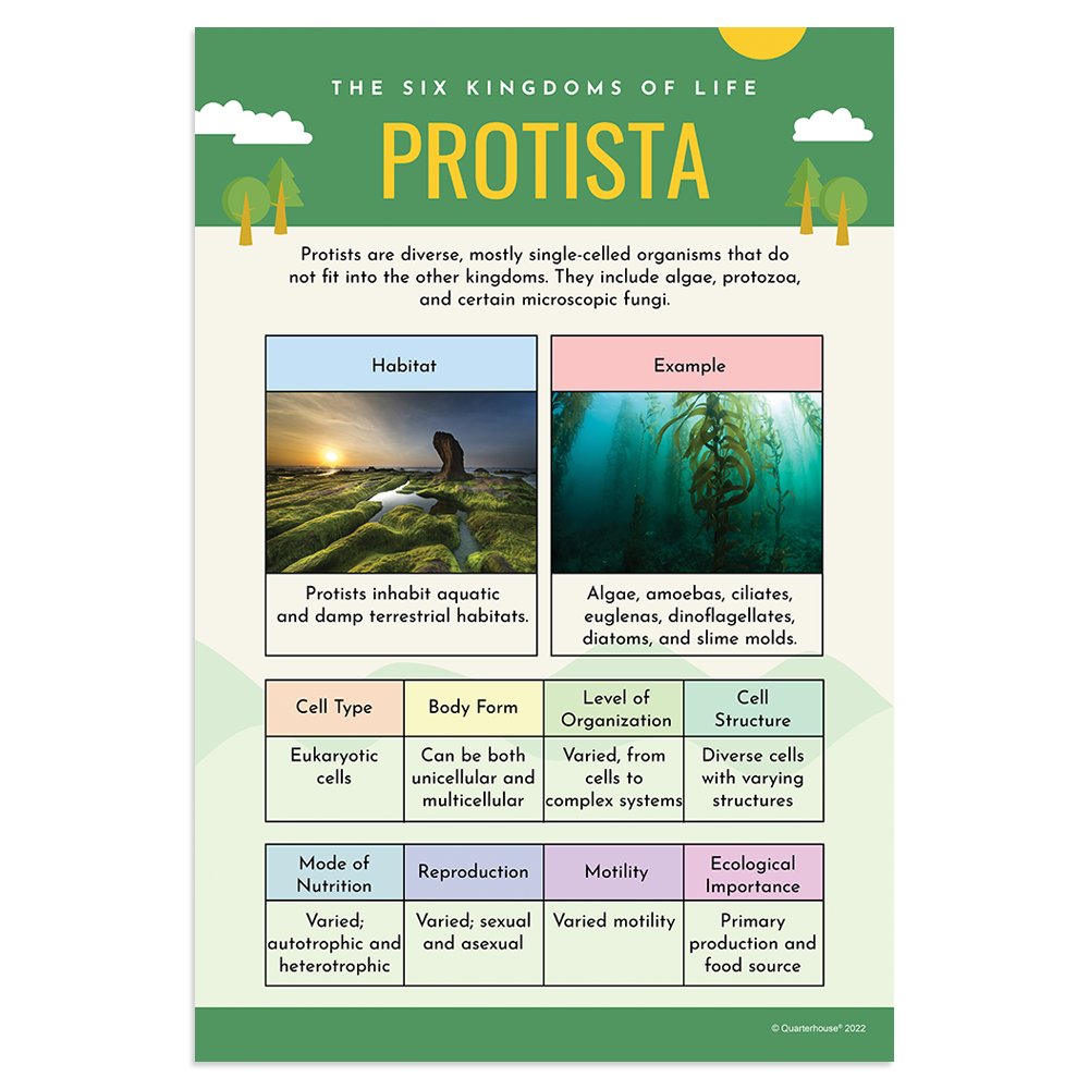 Quarterhouse Protista Poster, Science Classroom Materials for Teachers ...