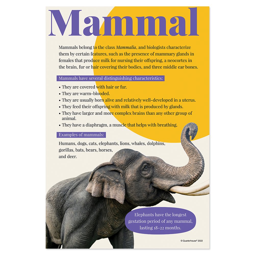Quarterhouse Mammals Poster, Science Classroom Materials for Teachers