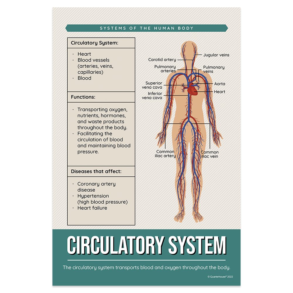 Quarterhouse Circulatory System Poster, Science Classroom Materials for Teachers
