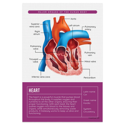 Quarterhouse Heart Organ Poster, Science Classroom Materials for Teachers