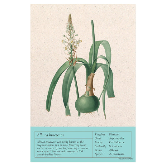 Quarterhouse Pregnant Onion Vintage Botanical Poster, Science Classroom Materials for Teachers