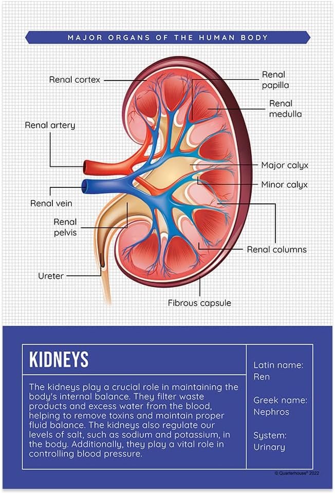 Quarterhouse Human Body Organs and Functions Poster Set, Science Classroom Learning Materials for K-12 Students and Teachers, Set of 7, 12x18, Extra Durable