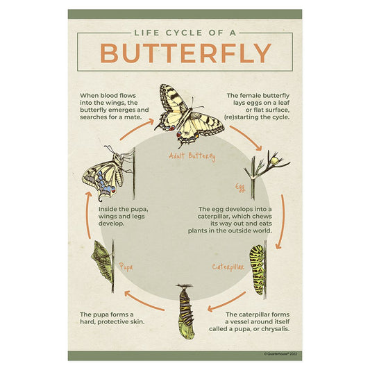 Quarterhouse Life Cycle of a Butterfly Poster, Science Classroom Materials for Teachers