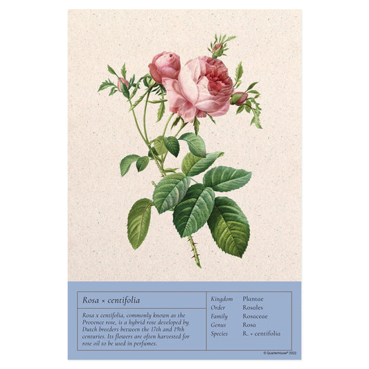 Quarterhouse Rosa Centrifolia Vintage Botanical Poster, Science Classroom Materials for Teachers
