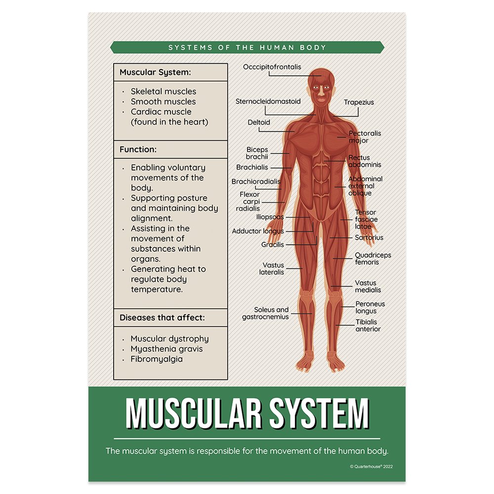 Quarterhouse Muscular System Poster, Science Classroom Materials for Teachers