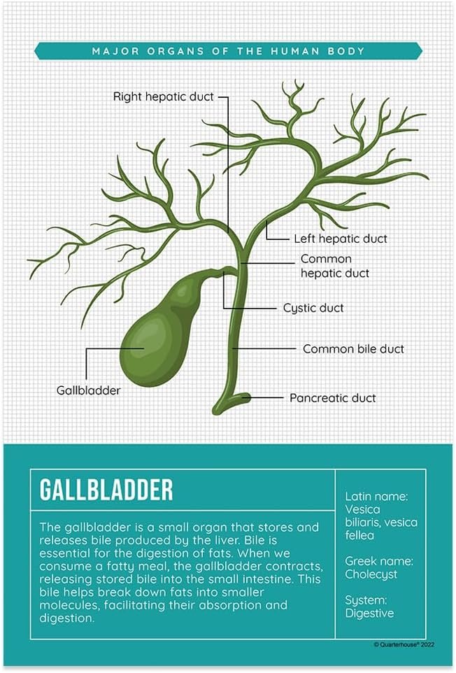Quarterhouse Human Body Organs and Functions Poster Set, Science Classroom Learning Materials for K-12 Students and Teachers, Set of 7, 12x18, Extra Durable