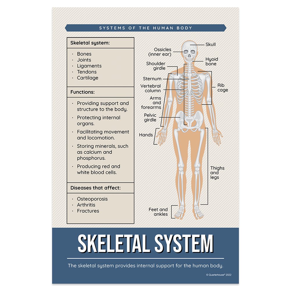 Quarterhouse Skeletal System Poster, Science Classroom Materials for Teachers