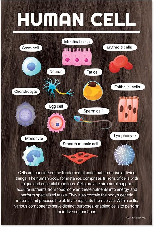 Quarterhouse Cells (Biology) Poster Set, Science Classroom Learning Materials for K-12 Students and Teachers, Set of 4, 12x18, Extra Durable