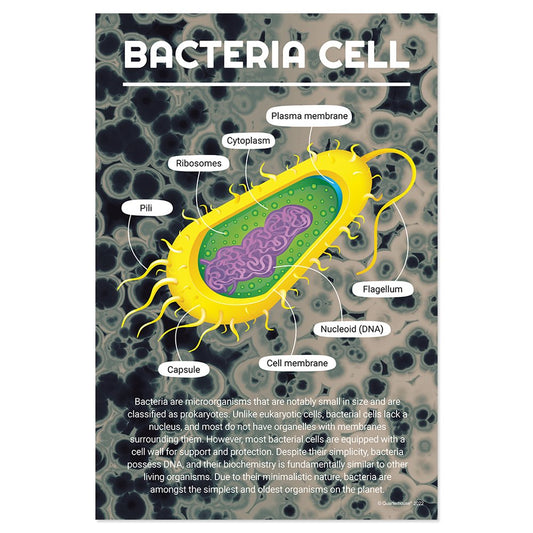 Quarterhouse Bacteria Cell Poster, Science Classroom Materials for Teachers