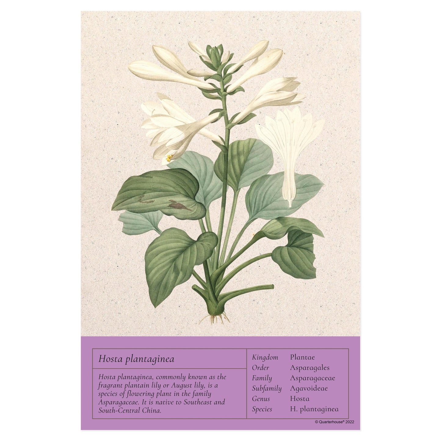 Quarterhouse August Lily Vintage Botanical Poster, Science Classroom Materials for Teachers