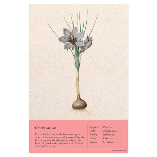 Quarterhouse Saffron Crocus Vintage Botanical Poster, Science Classroom Materials for Teachers